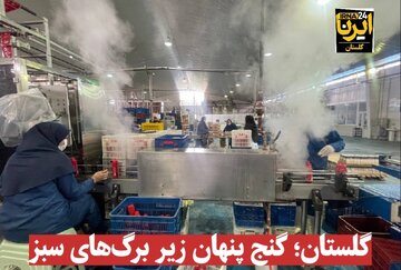 فیلم| گلستان؛ گنج پنهان زیر برگ‌های سبز