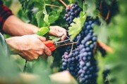 Iran’s agricultural exports up by 29% in value year-on-year: Customs Administration report