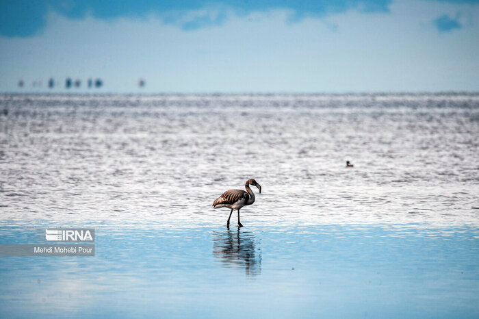 چرا میانکاله نصف شد؟