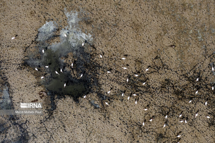 چرا میانکاله نصف شد؟