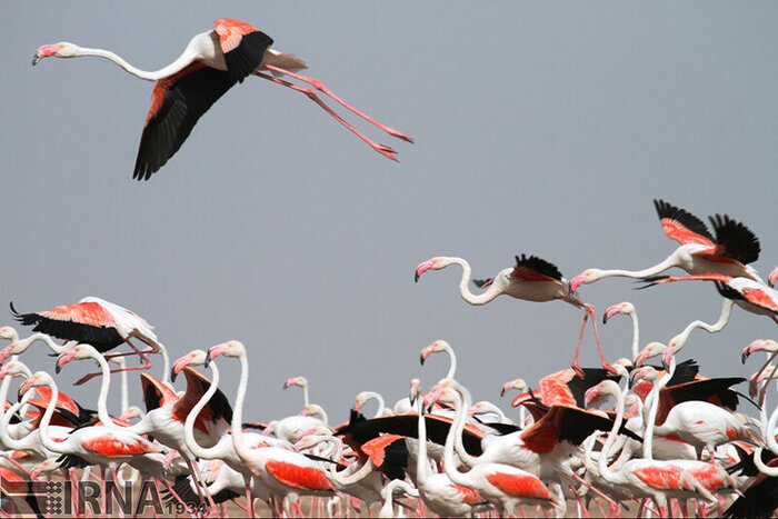 بازگشت و بقای فلامینگوها در دریاچه ارومیه با بسترسازی برای حیات آرتمیا