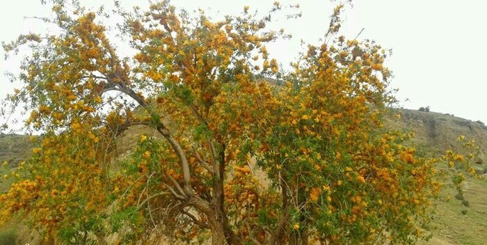 نجات دانشبنیان " انار شیطان" از انقراض