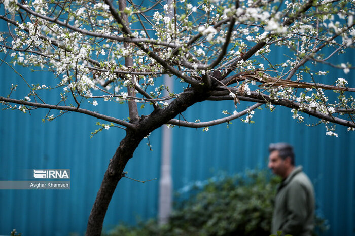 بهار با تاخیر به مازندران رسید/ وداع شمال کشور با سوز و سرما
