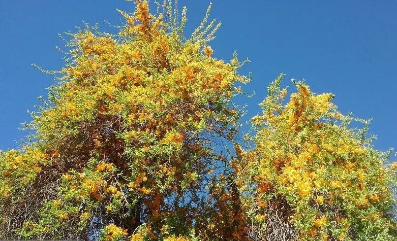 نجات «انار شیطان» از انقراض با اقدامات دانشبنیان نجات «انار شیطان» از انقراض با اقدامات دانشبنیان