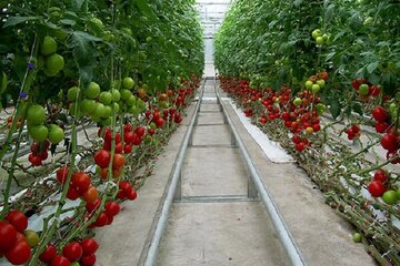 صادرات ۱۰۰ میلیون دلاری محصولات گلخانه‌ای از آذربایجان‌شرقی