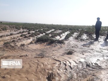 خسارت ۴۰ هزار میلیارد ریالی حوادث طبیعی به کشاورزی خراسان‌شمالی