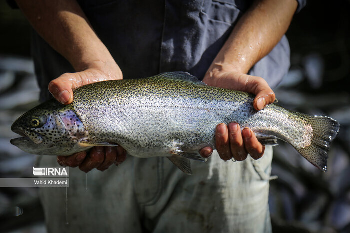 آبزیپروری ضرورتی بیبدیل برای شکوفایی اقتصاد مازندران