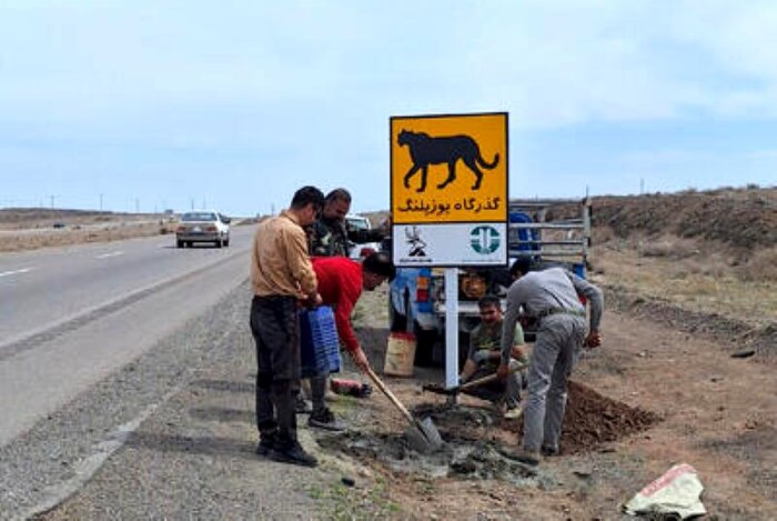 آیا یوزپلنگ ایرانی به سرنوشت دایناسورها دچار میشود؟