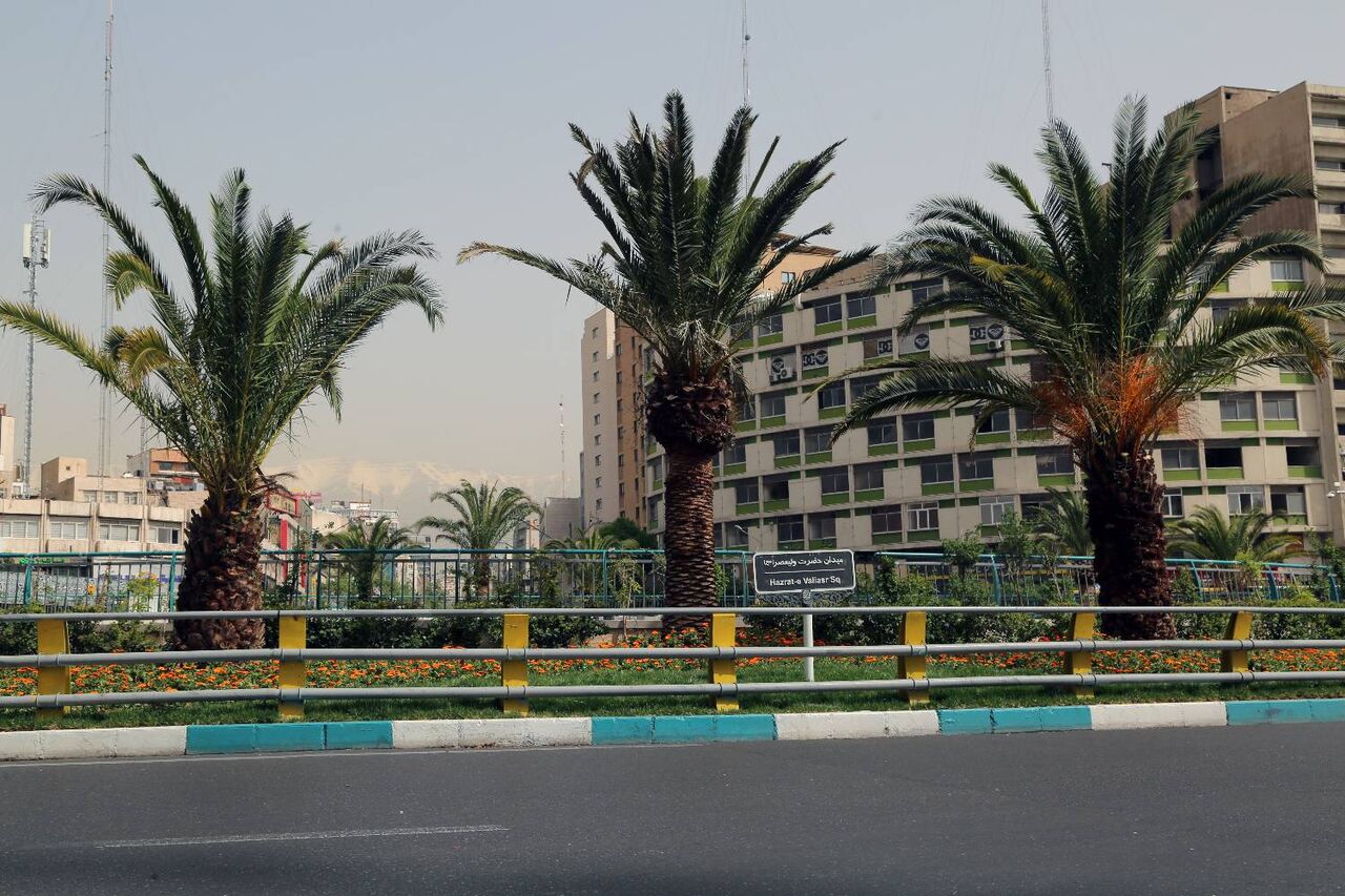 کاشت ۱۲ اصله درخت فنیکس بلند قامت در میدان ولیعصر (عج) تهران کاشت ۱۲ اصله درخت فنیکس بلند قامت در میدان ولیعصر (عج) تهران