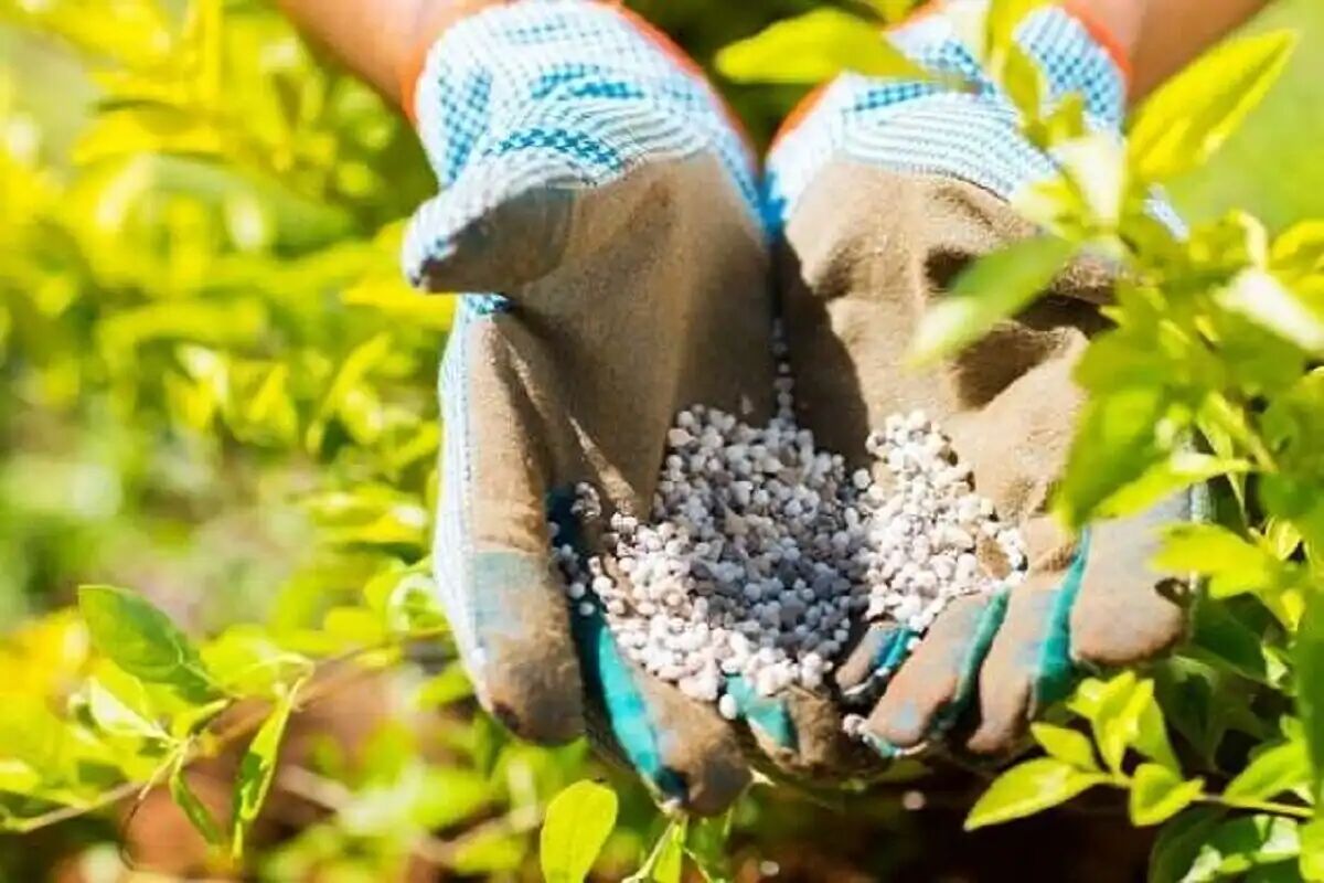نیترات و سرطان، میراث شوم کودهای یارانه‌ای