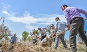 "باغ اِسپار"؛ بهار تاکستان های ملایر