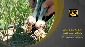 فیلم I کشت پیاز به‌صورت نشائی برای نخستین بار در کاشان