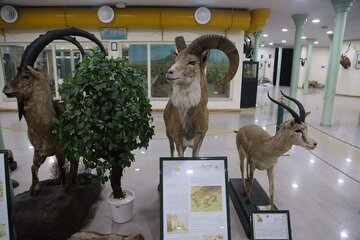 بازدید رایگان از موزه تاریخ طبیعی اردبیل به‌مناسبت روز زمین پاک