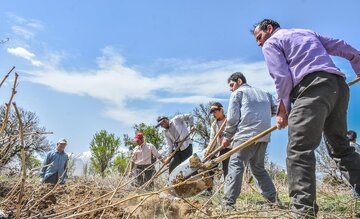 "باغ اِسپار"؛ بهار تاکستان های ملایر