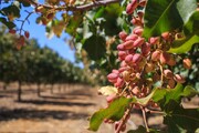 Pistachio exports rose by 40% in second half of 2024: Official