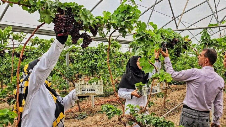 تولید اقتصادی انگور در فضای گلخانه‌ فصلی جدید در باغداری همدان