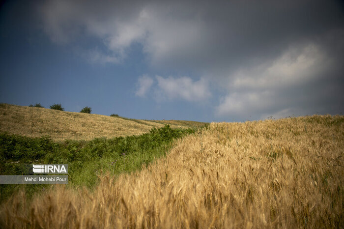 جزئیات خرید تضمینی ۱۷۰ هزار تن گندم در مازندران اعلام شد