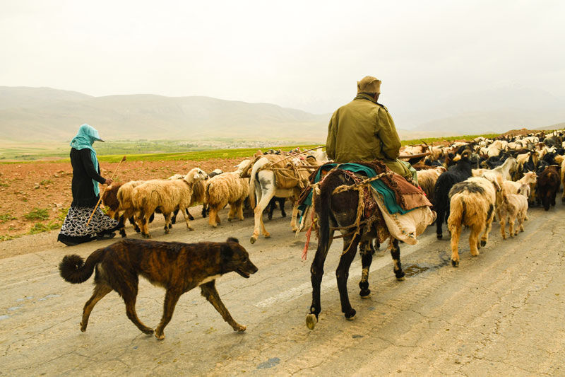 آغاز کوچ بهاره به مناطق ییلاقی آذربایجانشرقی آغاز کوچ بهاره به مناطق ییلاقی آذربایجانشرقی
