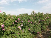 افتتاح اولین بوستان تخصصی گل محمدی در جنوب تهران