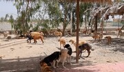 دغدغه مدیریت سگ‌های بی‌صاحب در جیرفت؛ این بار کاهش پرسش‌برانگیز جمعیت +فیلم