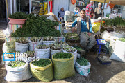بازار گیاهان بهاری در مهاباد/ برداشت خارج از عرف ممنوع است