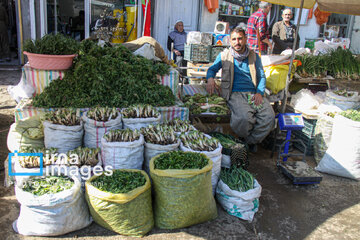 بازار گیاهان بهاری در مهاباد/ برداشت خارج از عرف ممنوع است