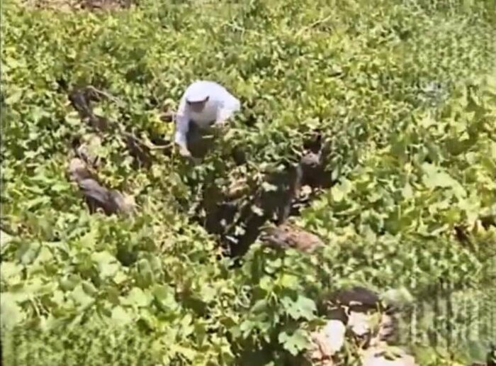چاه‌های انگوری بوشهر، اثر ملی که نابود شد
