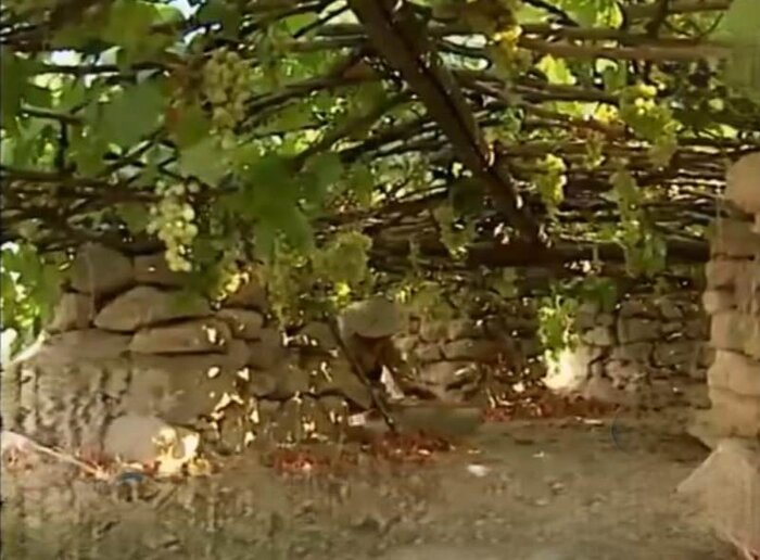 چاه‌های انگوری بوشهر، اثر ملی که نابود شد