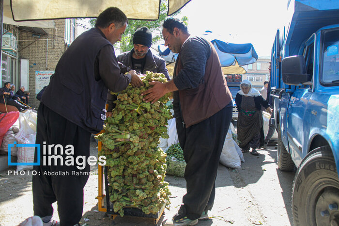 بازار گیاهان بهاری در مهاباد/ برداشت خارج از عرف ممنوع است