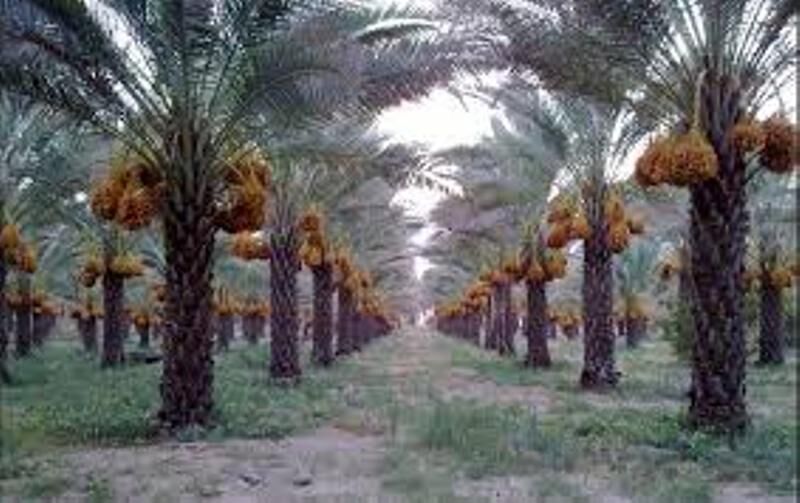 پیشبینی برداشت ۲۰۰ هزار تن محصول از نخیلات بوشهر پیشبینی برداشت ۲۰۰ هزار تن محصول از نخیلات بوشهر