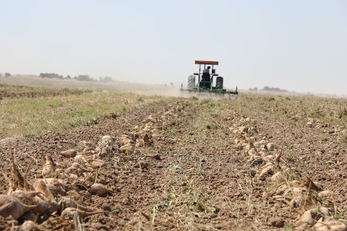 افزایش ۳۴ درصدی سطح زیر کشت چغندرقند در مزارع نیشکری خوزستان