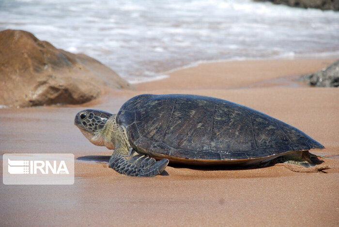 تردد سالانه ۴۰ هزار شناور از تنگه هرمز/آلودگی چالش خلیجفارس