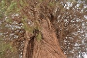 سرو کهن‌سال شاهدیه یزد ثبت ملی شد