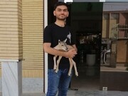 بره قوچ رها شده در کنار جاده تحویل اداره محیط زیست سبزوار شد