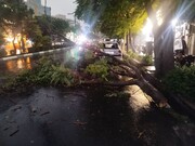 محدودیت تردد در خیابان آزادی پایتخت به دلیل سقوط درخت