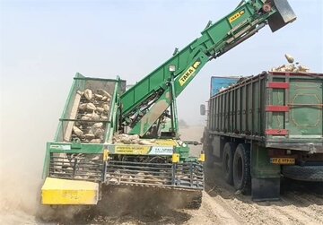 نخستین‌بار برداشت چغندرقند در استان بوشهر آغاز شد