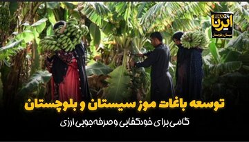 فیلم| توسعه باغ‌های موز سیستان و بلوچستان؛ گامی برای خودکفایی و صرفه‌جویی ارزی