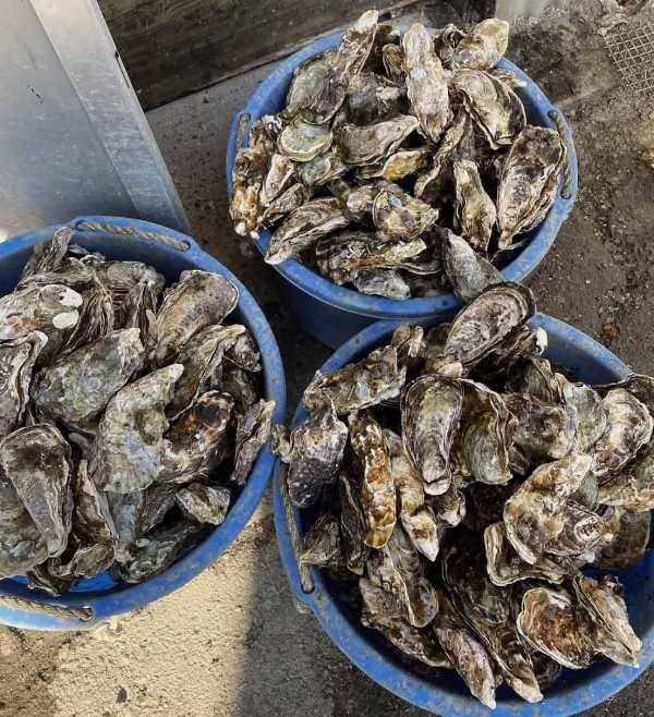 تولید صدف و مروارید، طرح دانش بینان موفق در صادرات و اشتغال نیامند حمایت