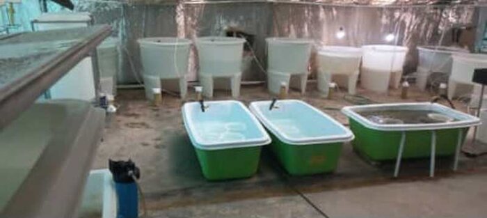 تولید صدف و مروارید، طرح دانش بینان موفق در صادرات و اشتغال نیامند حمایت