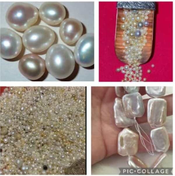 تولید صدف و مروارید، طرح دانش بینان موفق در صادرات و اشتغال نیامند حمایت