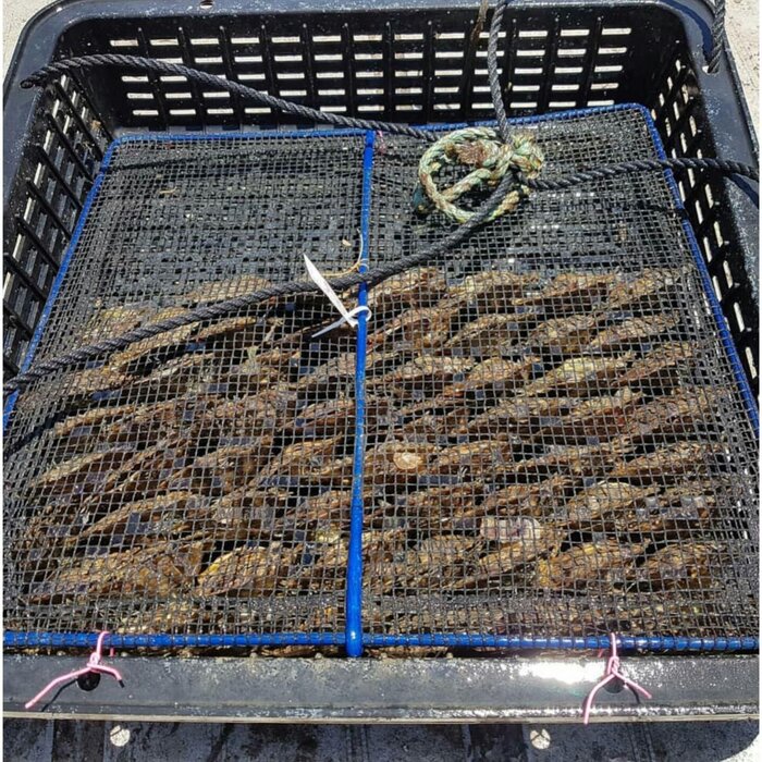 تولید صدف و مروارید، طرح دانش بینان موفق در صادرات و اشتغال نیامند حمایت