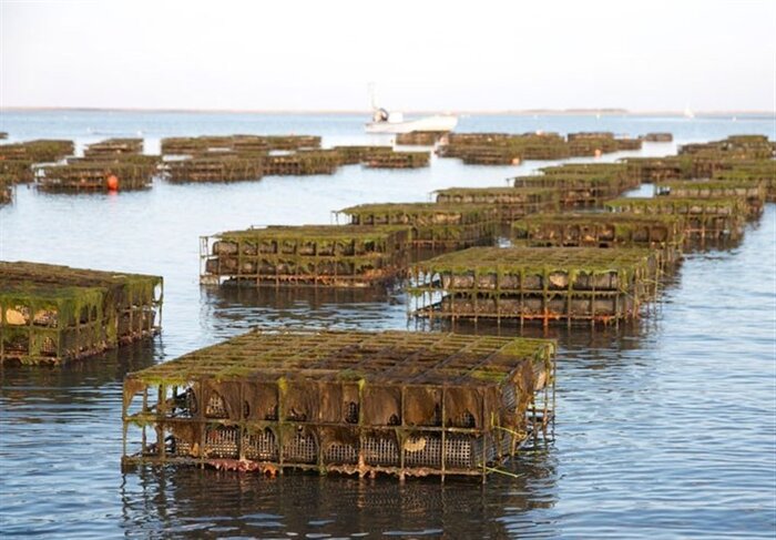 تولید صدف و مروارید، طرح دانش بینان موفق در صادرات و اشتغال نیامند حمایت