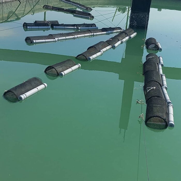 تولید صدف و مروارید، طرح دانش بینان موفق در صادرات و اشتغال نیامند حمایت