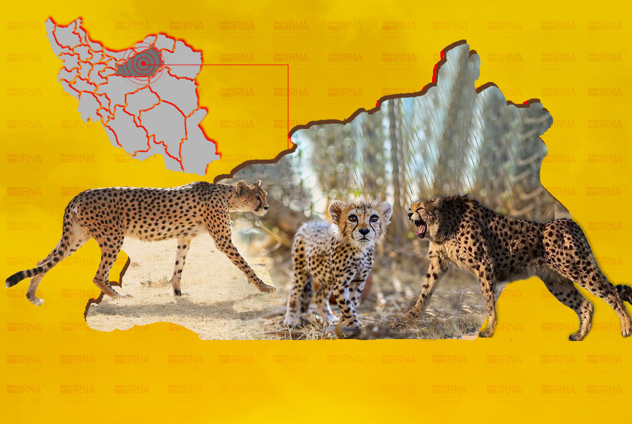خوش‌خبری‌ها در زادروز یوزپلنگ‌ها؛ «فیروز» سرحال و قبراق است + عکس