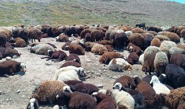چرای ۲۲ هزار راس دام غیربومی در سرخس خاتمه یافت