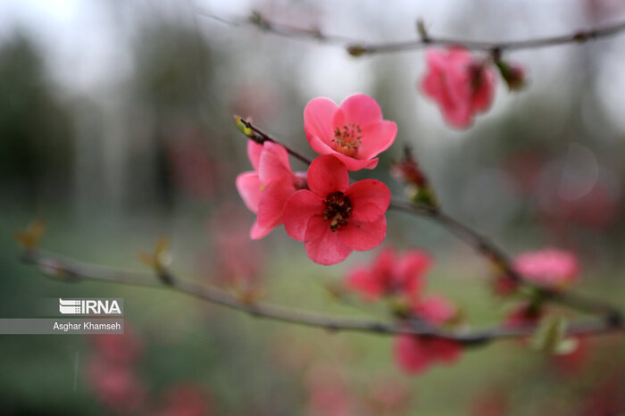 بهار عجیب خراسان‌شمالی؛ خنکای بهاره بعد از گرمای بی‌سابقه