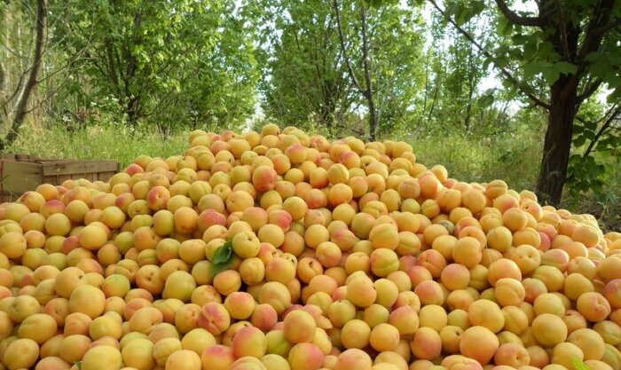 صنایع تبدیلی، غایب زنجیره ارزش باغداری در ماهنشان