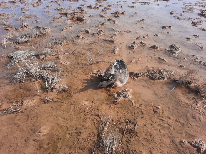 ارزشگذاری اقتصادی زیستبوم قم؛ کورسویی برای حفظ منابع طبیعی