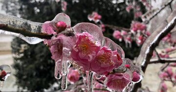 سرمای بهاره تهدیدی برای محصولات کشاورزی / سامانه هوشمندسازی پای کارآمد