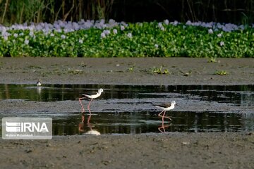 انجام بررسی‌های ژئوفیزیک و لرزه‌نگاری کم‌عمق در محدوده تالاب انزلی    